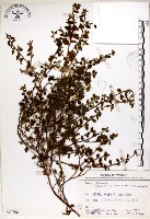 恆春金午時花藏品圖，第1張