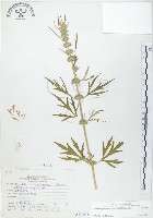 益母草藏品圖，第1張