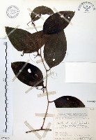 糙莖菝契藏品圖，第1張