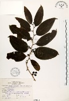 糙莖菝契藏品圖，第1張