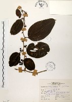 糙莖菝契藏品圖，第1張