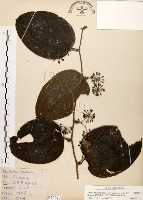 糙莖菝契、疣枝菝契藏品圖，第1張