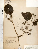 糙莖菝契、疣枝菝契藏品圖，第1張