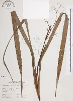 桔梗蘭藏品圖，第1張