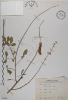 黃野百合藏品圖，第1張