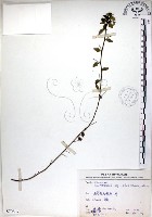 恆春金午時花藏品圖，第1張