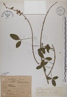 黃野百合藏品圖，第1張