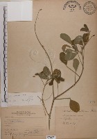 黃野百合藏品圖，第1張