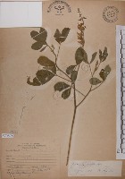 黃野百合藏品圖，第1張