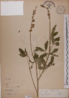 黃野百合藏品圖，第1張