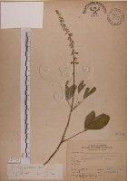 黃野百合藏品圖，第1張