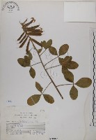 黃野百合藏品圖，第1張