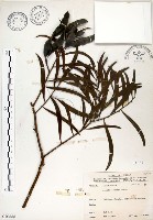 相思樹藏品圖，第1張