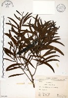 相思樹藏品圖，第1張