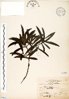 相思樹藏品圖，第1張