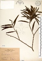 相思樹藏品圖，第1張