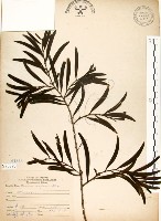 相思樹藏品圖，第1張