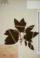 野牡丹藏品圖，第1張