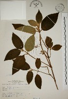 野牡丹藏品圖，第1張