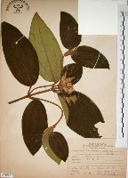 野牡丹藏品圖，第1張