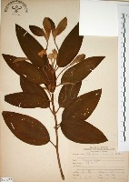 野牡丹藏品圖，第1張