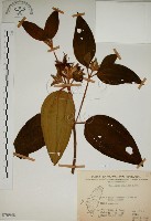 野牡丹藏品圖，第1張