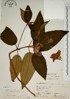 野牡丹藏品圖，第1張