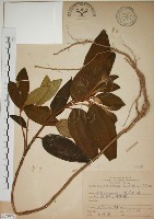 野牡丹藏品圖，第1張