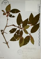 野牡丹藏品圖，第1張