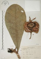 棋盤腳樹藏品圖，第1張