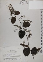 菊花木藏品圖，第1張