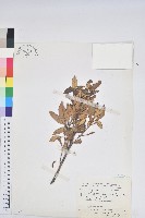 嶺南青剛櫟、嶺南椆藏品圖，第1張