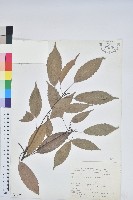 青剛櫟、鐵椆藏品圖，第1張