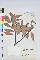 青剛櫟、鐵椆藏品圖，第1張