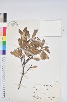 嶺南青剛櫟、嶺南椆藏品圖，第1張