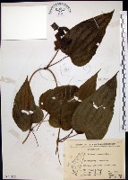 百部藏品圖，第1張