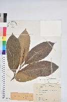 板栗藏品圖，第1張