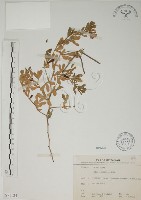 蘭嶼百脈根藏品圖，第1張