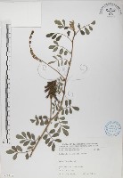 穗花木藍藏品圖，第1張