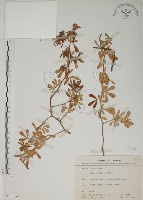 蘭嶼百脈根藏品圖，第1張