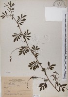 穗花木藍藏品圖，第1張