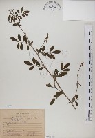 穗花木藍藏品圖，第1張