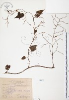 臺灣何首烏藏品圖，第1張