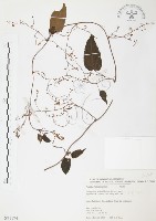 臺灣何首烏藏品圖，第1張