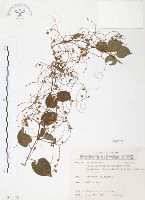 臺灣何首烏藏品圖，第1張