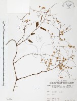 臺灣何首烏藏品圖，第1張