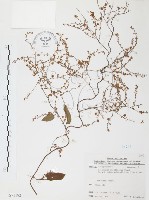 臺灣何首烏藏品圖，第1張