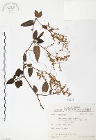 臺灣何首烏藏品圖，第1張