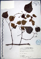 漢氏山葡萄藏品圖，第1張