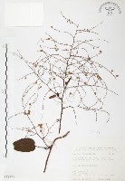 臺灣何首烏藏品圖，第1張